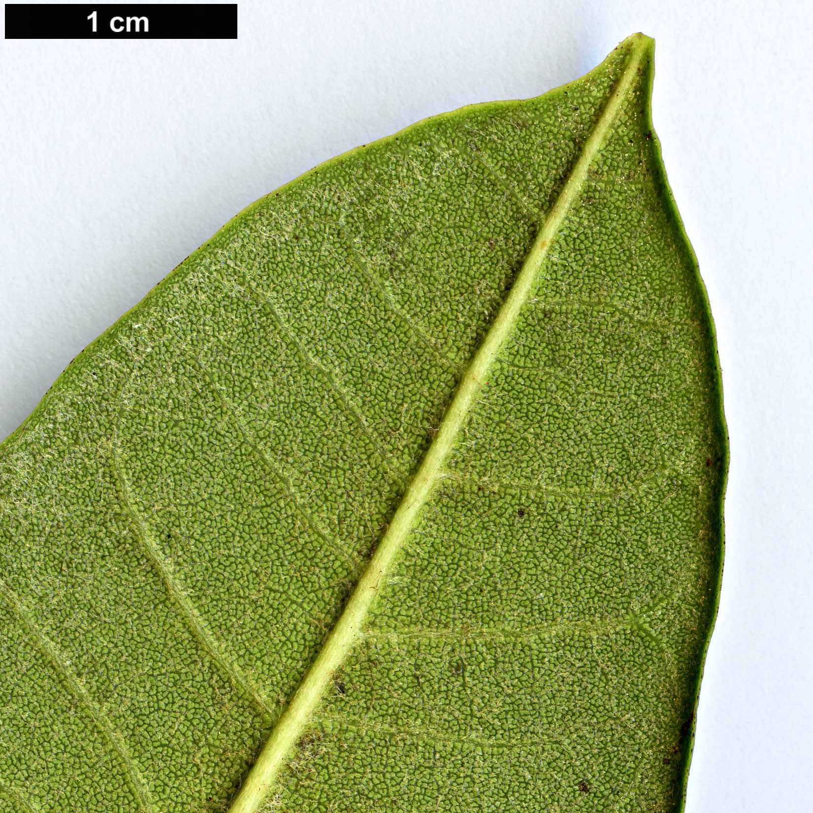 High resolution image: Family: Ericaceae - Genus: Rhododendron - Taxon: pennivenium - SpeciesSub: 'Eckford'